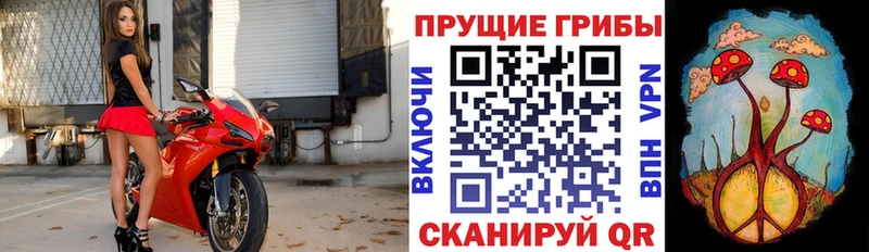 Купить закладки  Дзержинск  Галлюциногенные грибы Psilocybe 